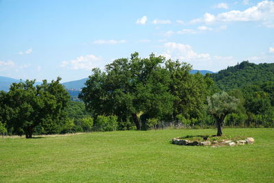 Trees on field against sky