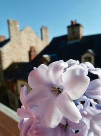 Close-up of white cherry blossom against building