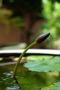 Close-up of lotus water lily