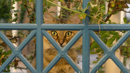 Portrait of cat seen through fence