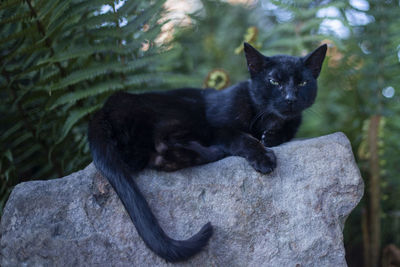 Portrait of black cat