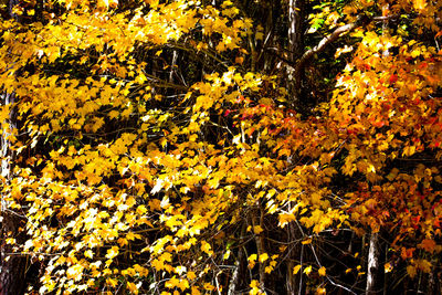 Yellow flowers growing on tree