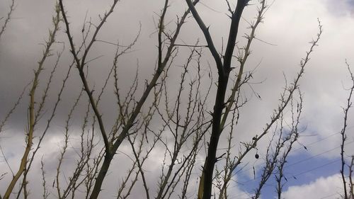 Low angle view of bare trees against sky