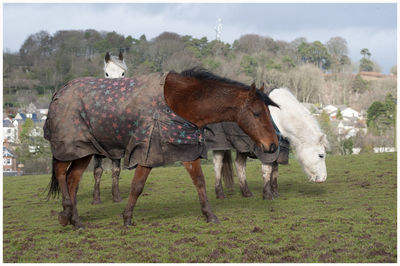 Horse standing in a field