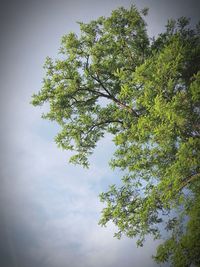 Low angle view of tree against sky