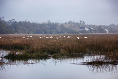 Scenic view of lake