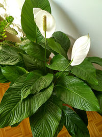 Close-up of white flowering plant leaves