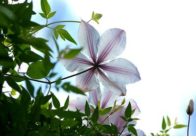 Low angle view of white flowers blooming outdoors