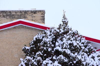 Snow covered plants and trees by building against clear sky