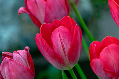 Close-up of pink tulip