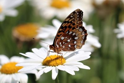 Close-up of butterfly pollinating on flower