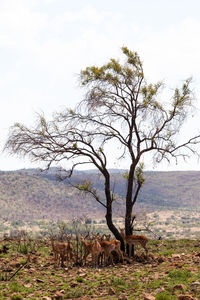 View of tree on field against sky