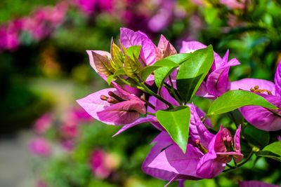 Close-up of purple flowering plant