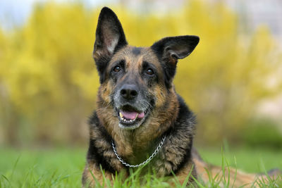 Portrait of a dog on field