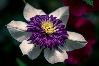 Close-up of purple flower