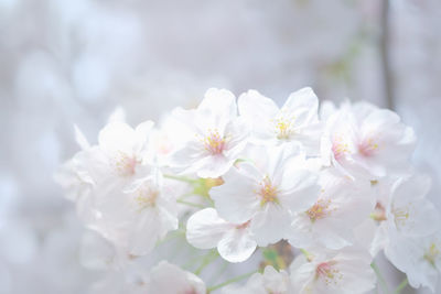 Close-up of white apple blossoms in spring