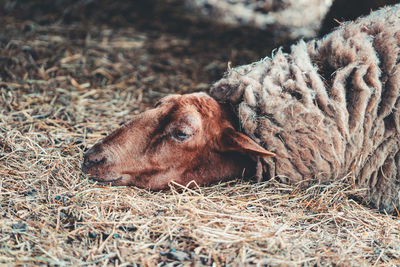 High angle view of a sheep on field