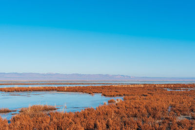 Scenic view of lake against clear blue sky