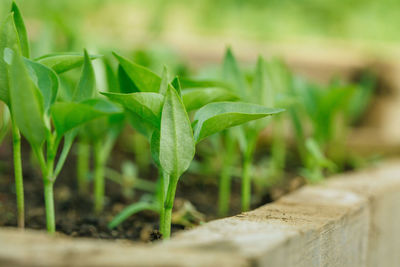 Close-up of sapling growing in wooden container