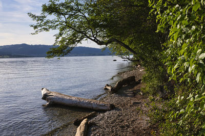 View of driftwood on beach