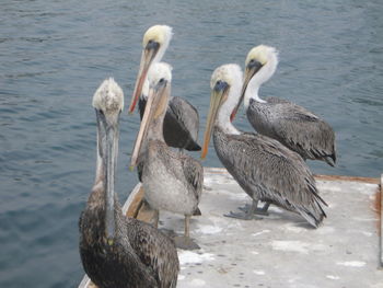 Flock of birds in water