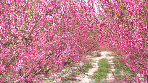 Pink cherry blossoms in spring