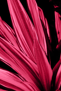 Full frame shot of plant