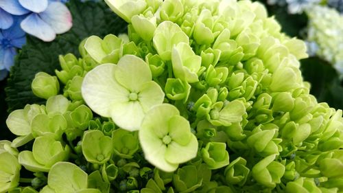 Close-up of flowering plant