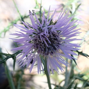 Close-up of flower growing outdoors