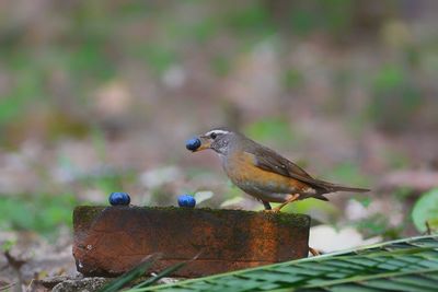 Close-up of bird perching on rusty metal