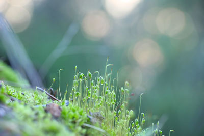 Close-up of plant growing on field