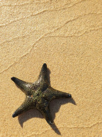 High angle view of crab on beach
