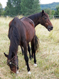 Horse standing in a field