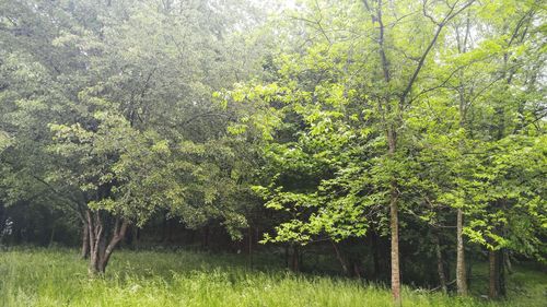 Trees growing on field