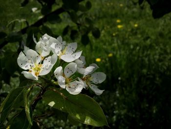 Close-up of white flowers blooming on tree