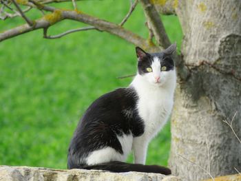 Portrait of cat sitting by tree against plants