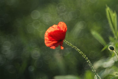 Close-up of red poppy flower