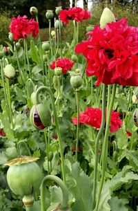 Close-up of red flowering plants