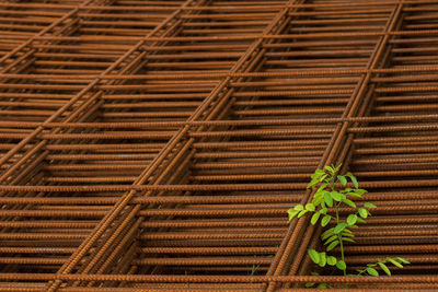 Green small tree growing up from the gab of rusty reinforced concrete construction steel net