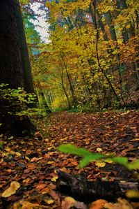 Trees in forest