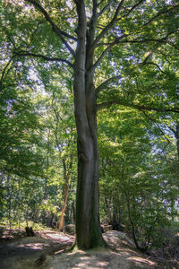 Trees in forest