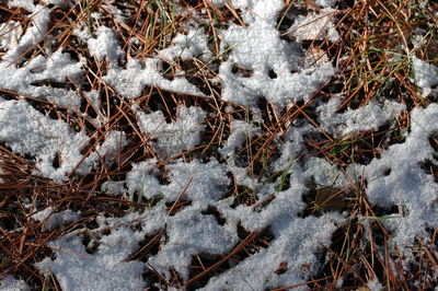 Close-up of frozen plant on snow covered land