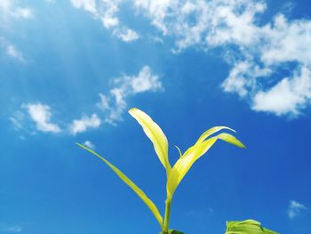 Low angle view of plant against blue sky