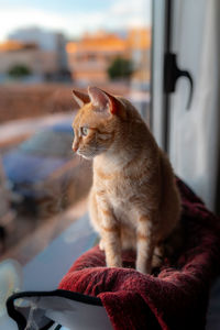 Close-up of a cat looking away at home