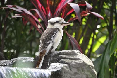 Close-up of bird perching on tree