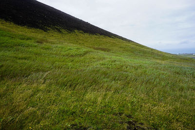 Scenic view of grassy field against sky