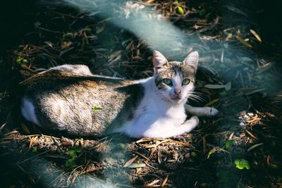 Portrait of cat sitting on field