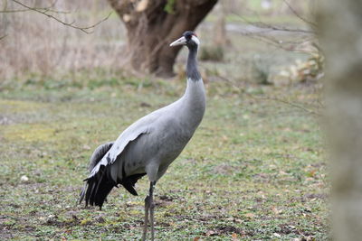 Side view of a bird on field