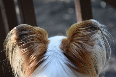 Close-up of a dog