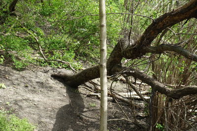Plants growing on tree trunk